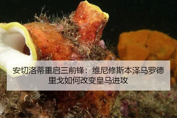 安切洛蒂重启三前锋：维尼修斯本泽马罗德里戈如何改变皇马进攻